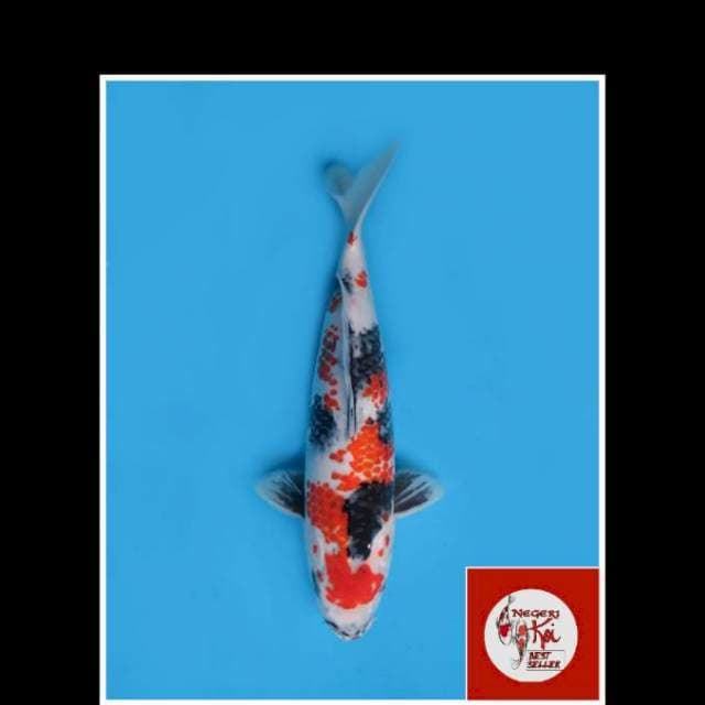 35cm - Male - Showa Kanoko