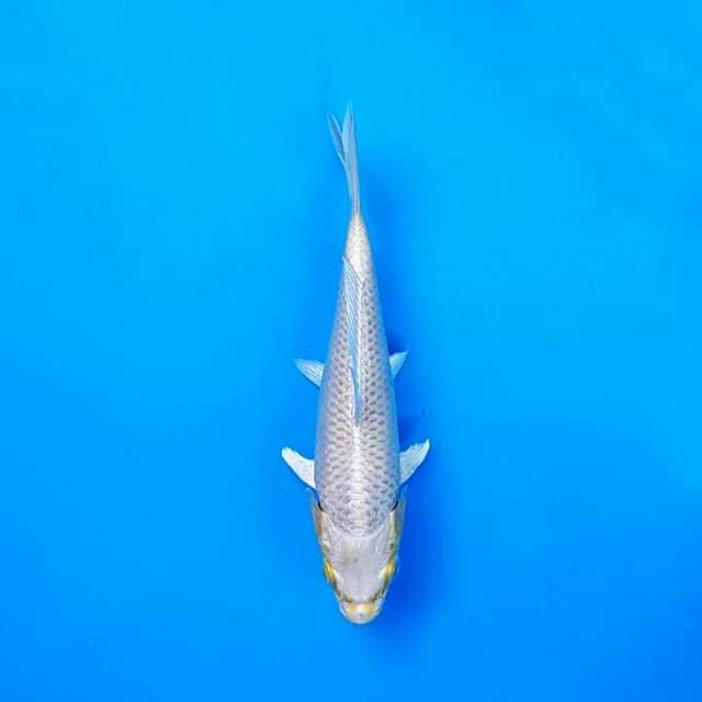 MUKASHI OGON IMPOR