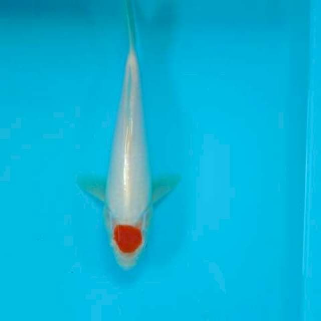 TANCHO 24 CM