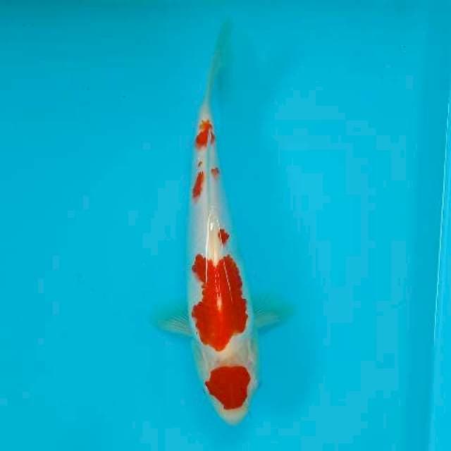 KOHAKU 25 CM