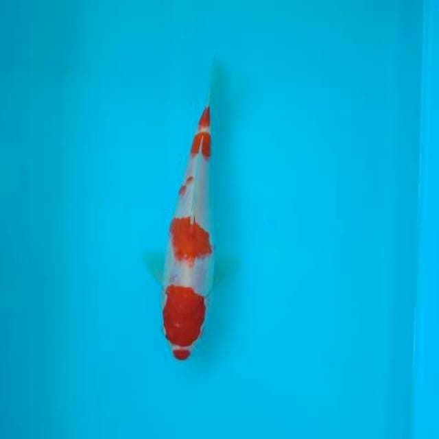 KOHAKU 21 CM