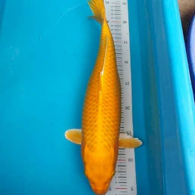 JUMBO SUPER YAMABUKI OGON
