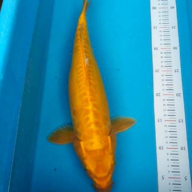 JUMBO SUPER YAMABUKI OGON DOITSU