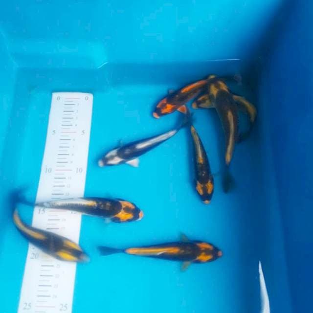 Kabuto 8 ekor