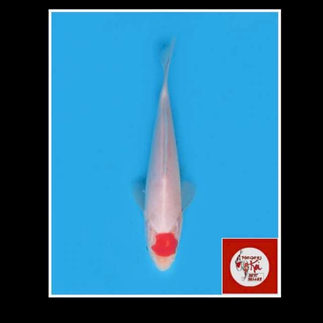 12cm - Male - Ori Tancho Kohaku Original