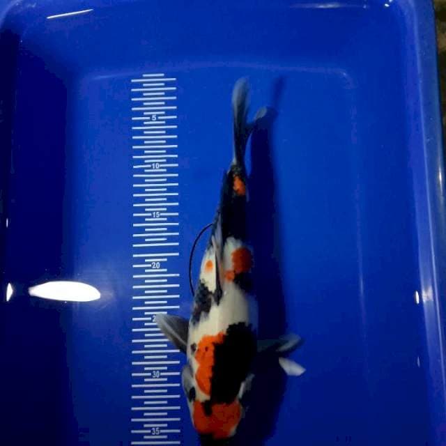 Showa 31cm cuantik
