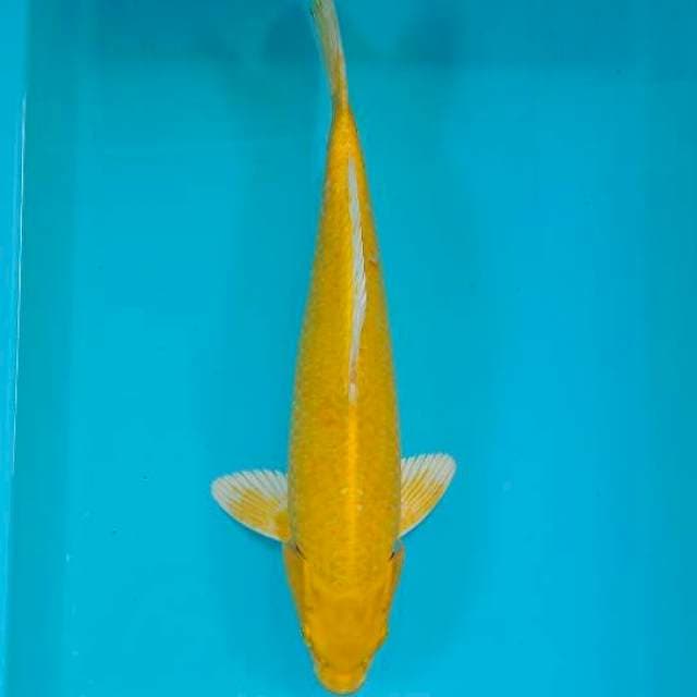 YAMABUKI 36 CM