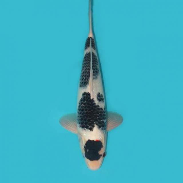 Goromo Maruten Jantan 37 cm