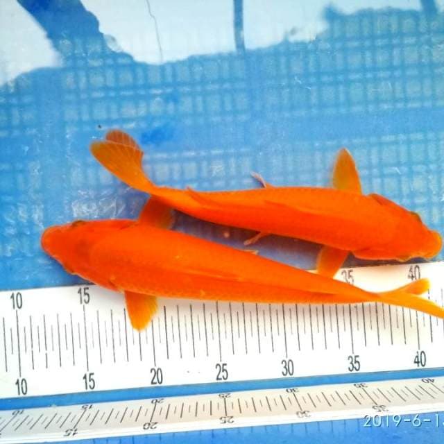 Oren 26+29cm