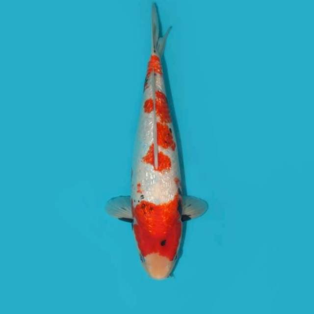 YG_SHOWA_GINRIN_TATEGOI_32 CM