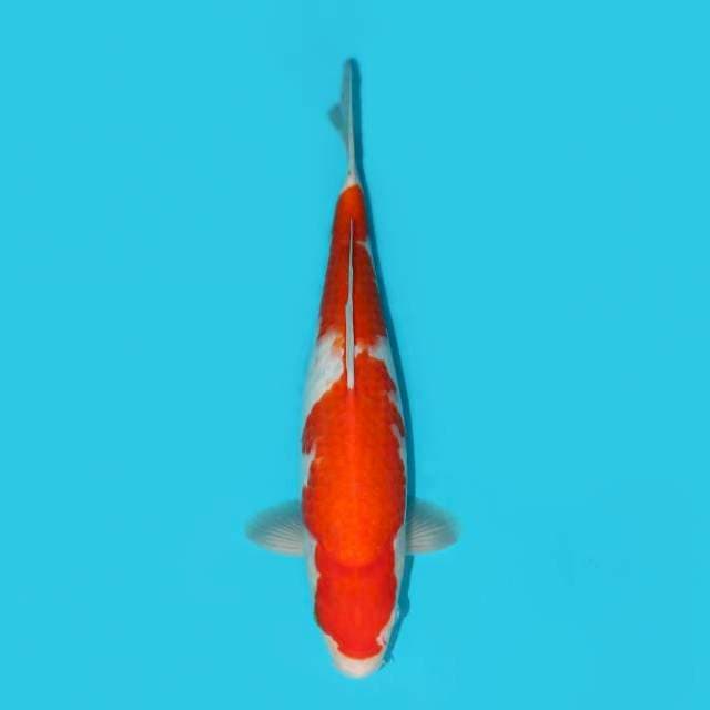 YG_KOHAKU_33CM