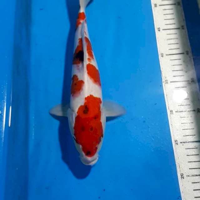 SANKE 32 CM