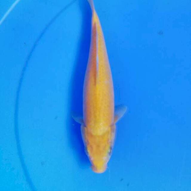 Karasi 26cm