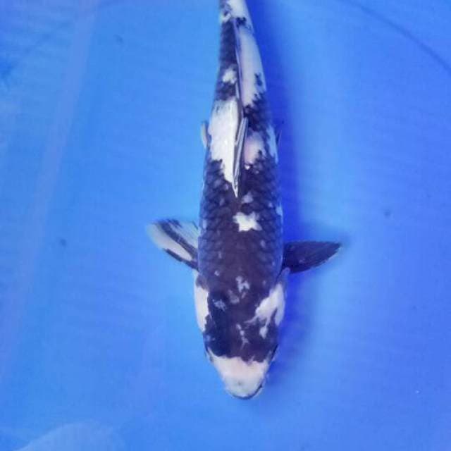 Shiro 34cm