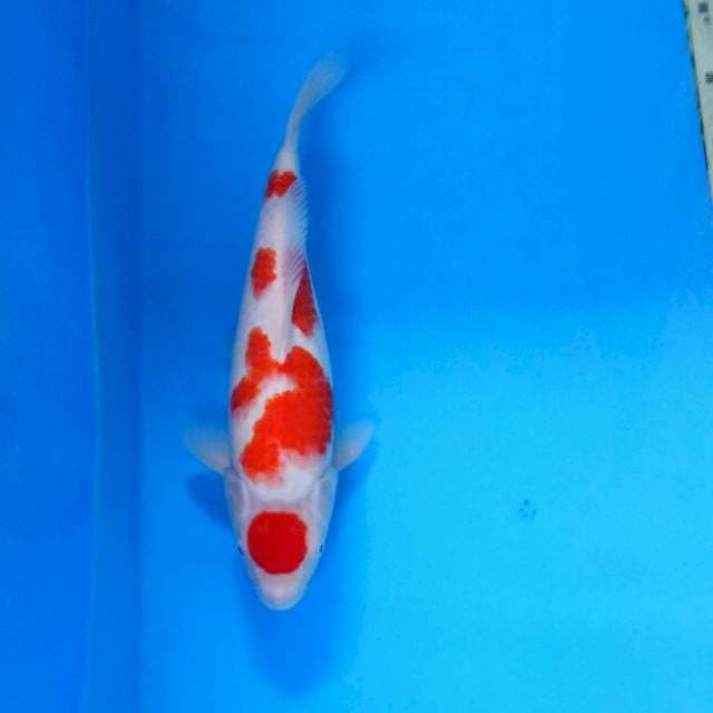 Maruten Kohaku