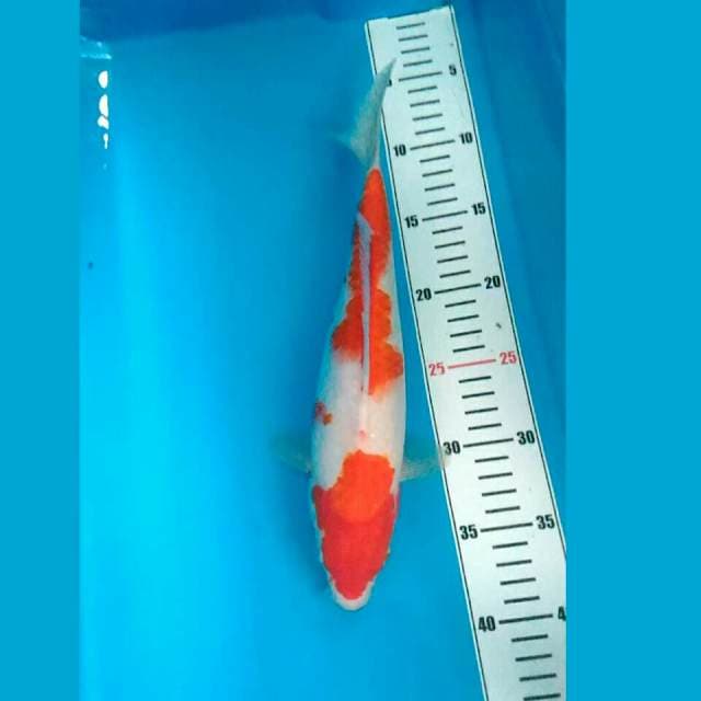 KOHAKU BULKI 33 CM