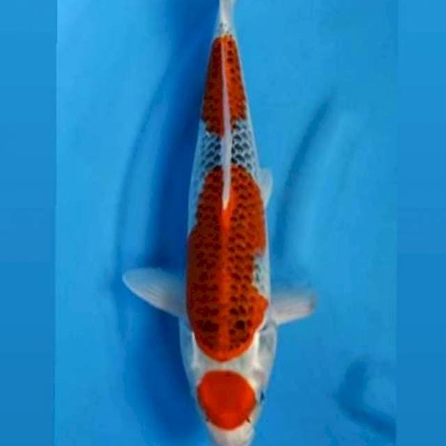 Maruten goshiki