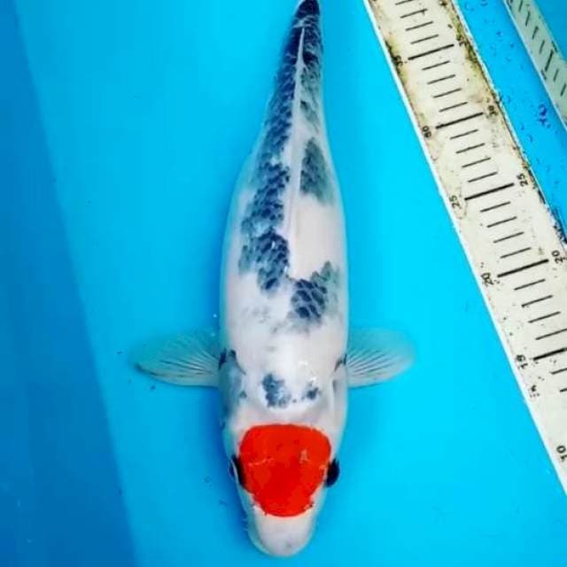 TANCHO SHOWA 38 CM
