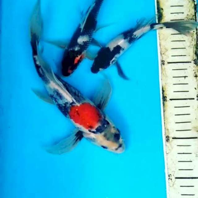 MIX KOI KUMPAY 16 SAMPAI 24 CM
