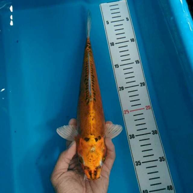 KIKOKURYU antik