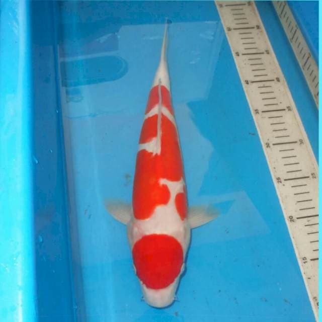 KOHAKU BAGUS