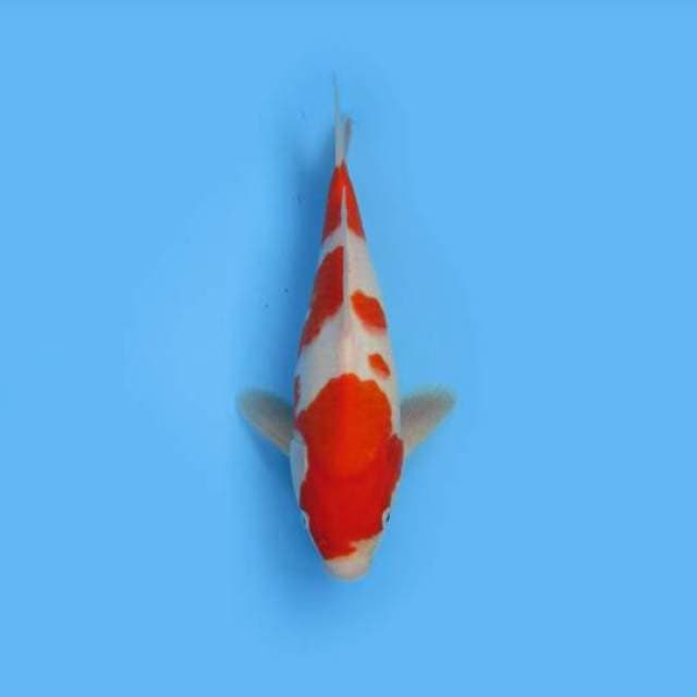 KOHAKU F1_BULKY