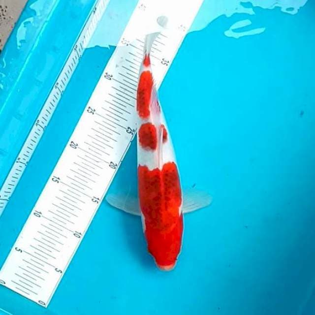 AI GOROMO #35CM