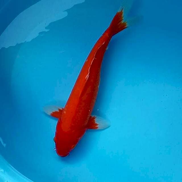 AKA HAJIRO #45bu