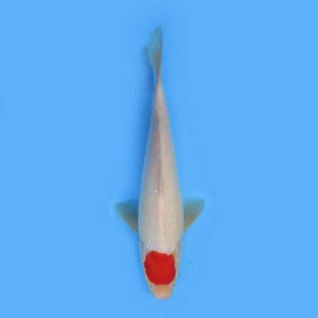 TANCHO KOHAKU ORIGINAL