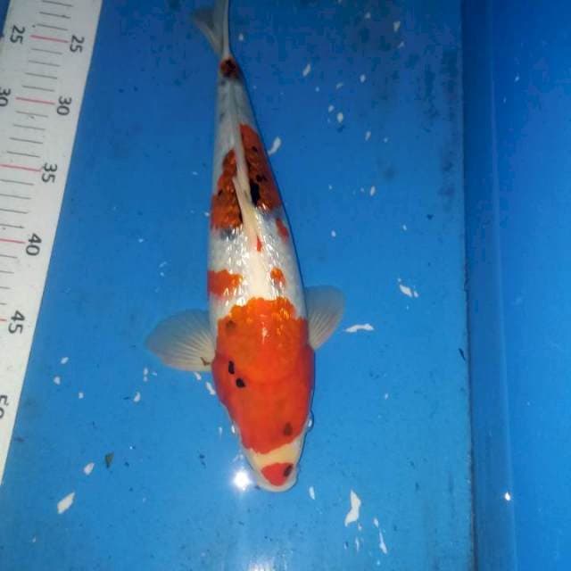sowa 33cm jantan