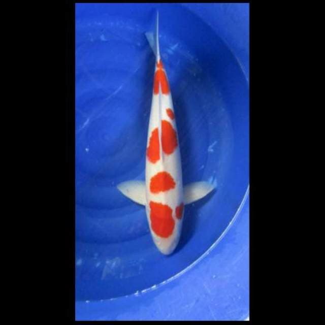 PEJANTAN KOHAKU BLOODLINE SAKAI