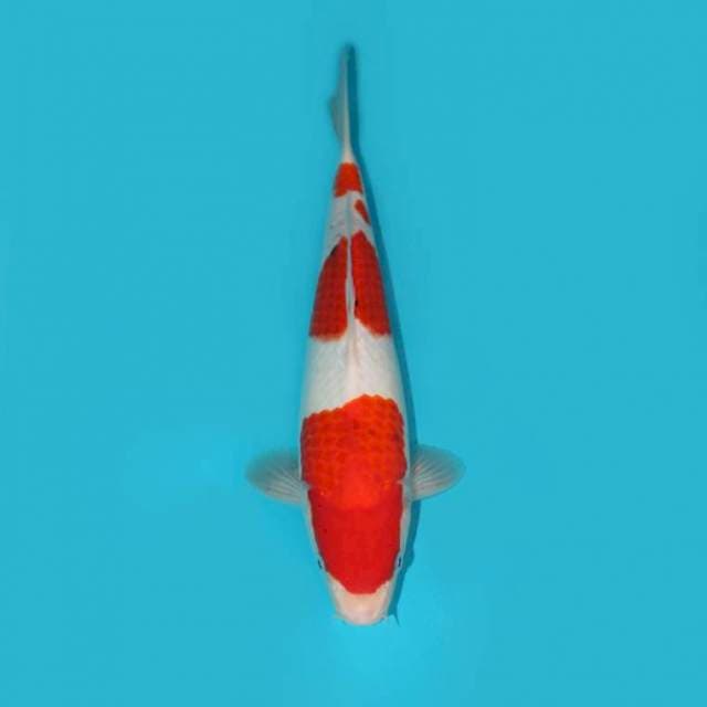 YG_SHOWA TATEGOI_31CM