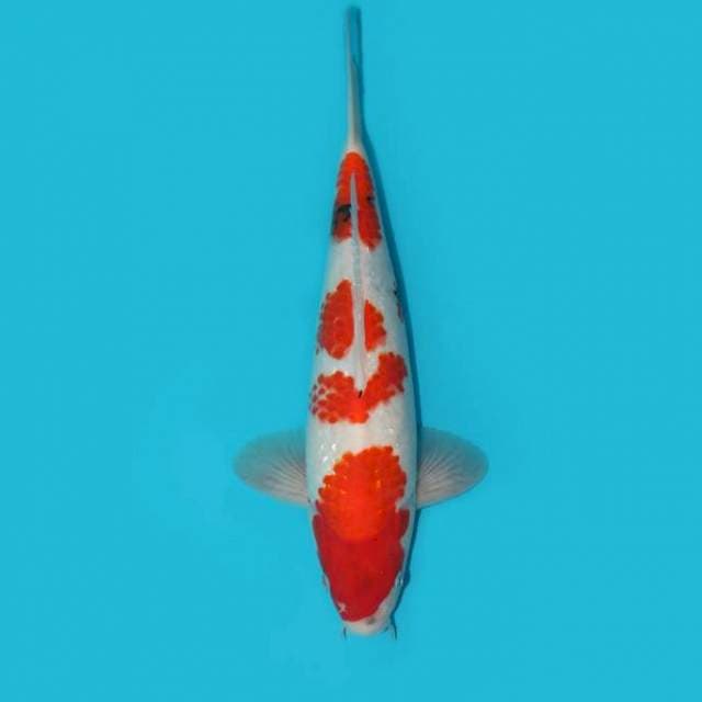 YG_SHOWA TATEGOI_35 CM