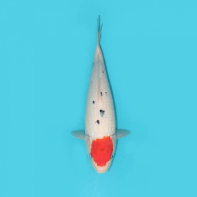 YG_TANCHO SANKE_32CM
