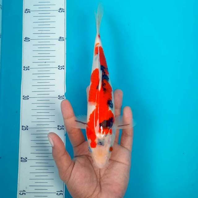sanke*26cm