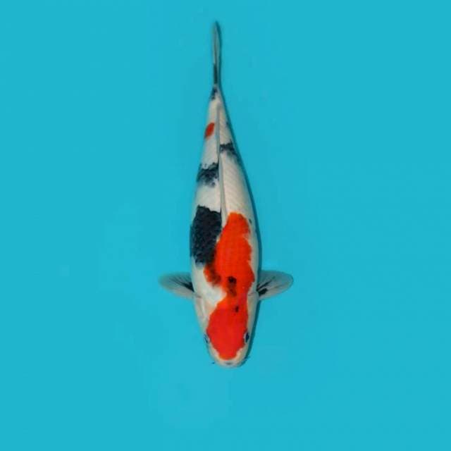 YG_SHOWA FEMALE_35CM