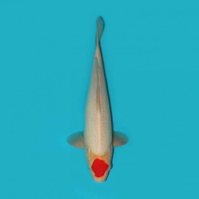 YG_TANCHO_32CM