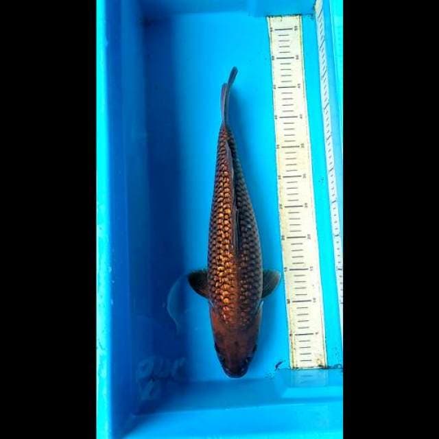 Body Bantal , Chagoi Full Ginrin