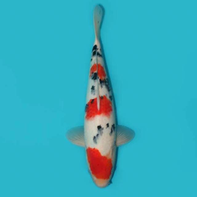 YG_TSUBOSUMI SANKE_32CM