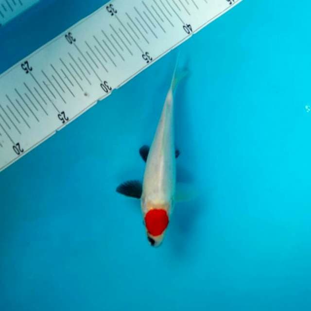 tancho 18cm