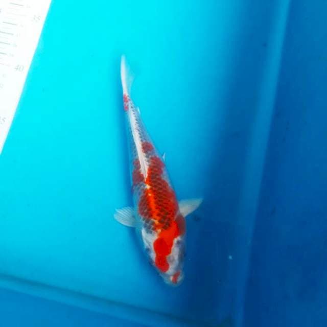 Kujaku red