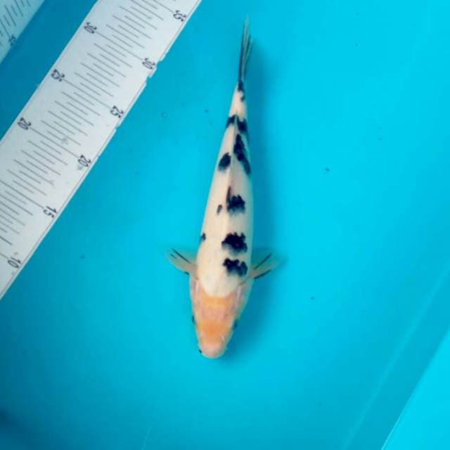 bekko*26cm