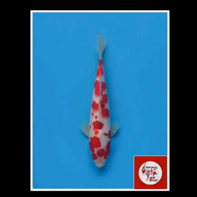 30cm - Male - Red Sanke Sakura