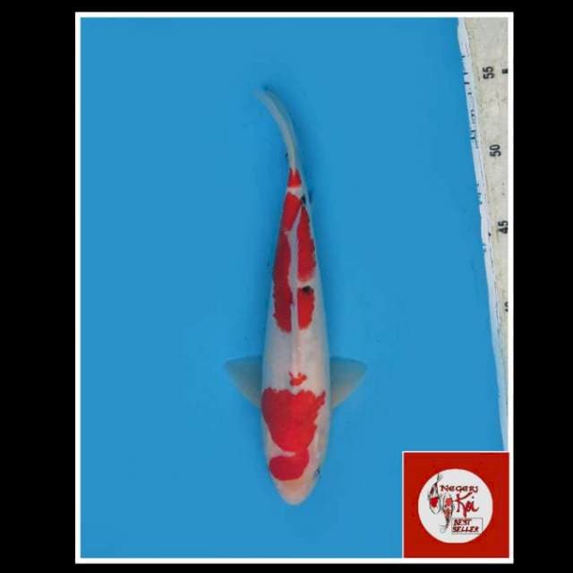 26cm - Male - Sanke Tategoi Good Skin