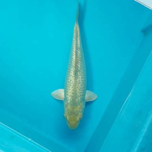 soragoi ginrin*25cm