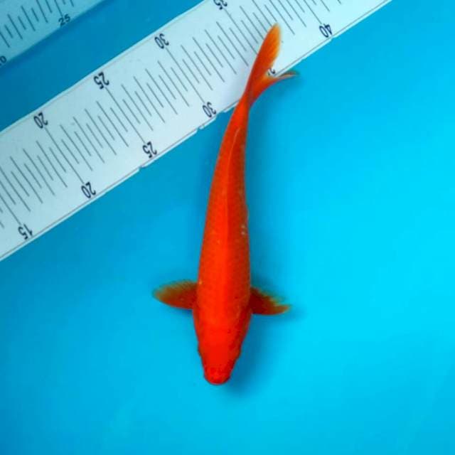 polosan *28cm