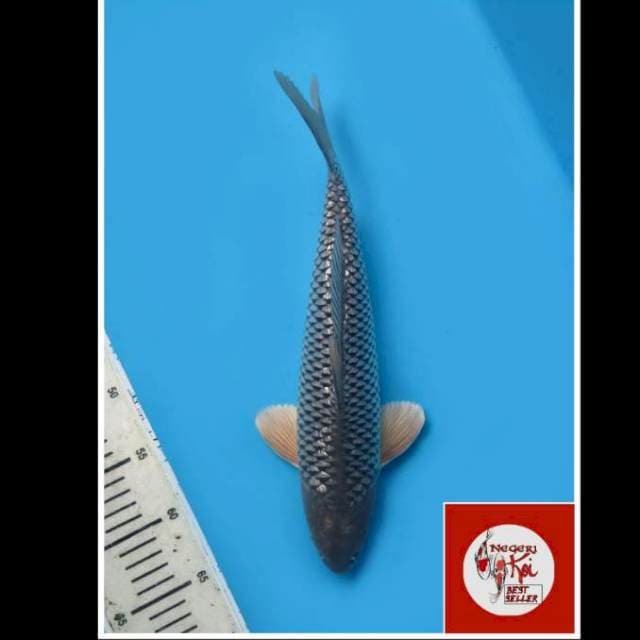 35cm - Soragoi Full Ginrin