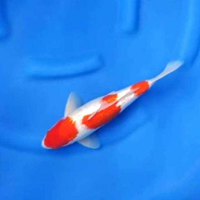 Original - Red Sandan Kohaku Full Ginrin