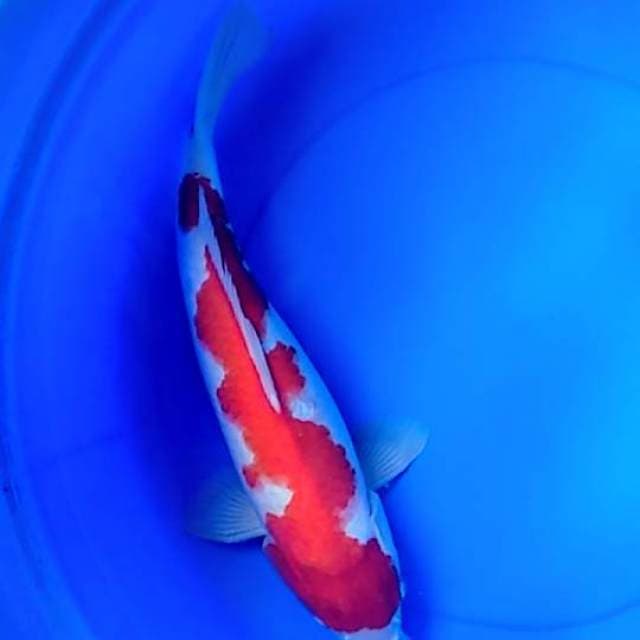 Jumbo Merah - Kohaku Inazuma