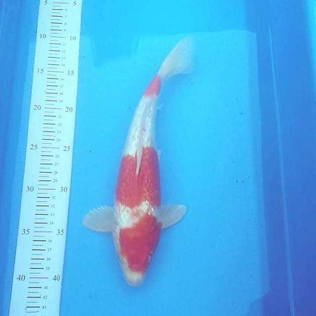 Kohaku ginrin
